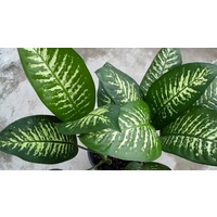 Dumb canes - Dieffenbachia assorted 170mm