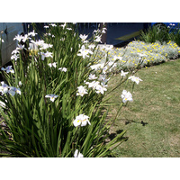 Dietes Grandiflora Wild Iris 140mm