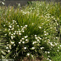 Dietes bicolor 140mm