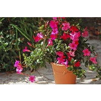 Mandevilla Rio - Dipladenias Rio 200mm