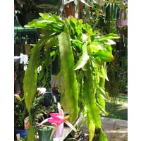 Succulent Hanging Baskets - Disocactus Assorted Hanging Baskets 170mm