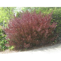 Purple Hop Bush - Dodonaea Viscosa purpurea 140mm