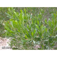 Droadleaf hopbush - Dodonaea viscosa ssp. Spatulata 140mm