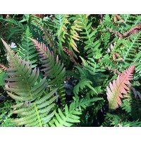 Doodia aspera  Prickly Rasp Fern 140mm