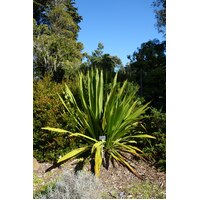 Spear/Gymea Lily - Doryanthes Excelsa 140mm