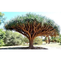 Dragon Tree - Dracaena Draco 100ltr