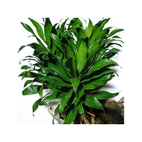 Dracaena dermensis compacta 200mm