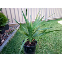 Dragon Tree - Dracaena Draco 200mm