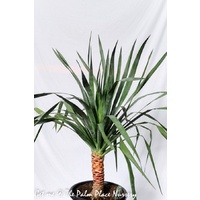 Dragon Tree - Dracaena Draco Large 400mm