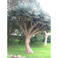 Dragon Tree - Dracaena Draco Extra Large 300mm