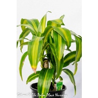 Happy Plant - Dracaena Fragrans Massangeana 200mm