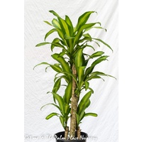 Happy Plant - Dracaena Fragrans Massangeana 250mm