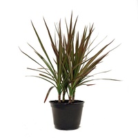 Dracaena Marginata Black Knight 200mm