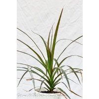 Red Edged Dracena - Dracaena Marginata 140mm