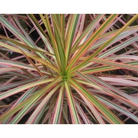Dracena Tricolour/Bicolour - Dracaena Marginata Tricolour 140mm