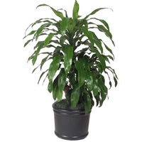 Dracaena deremensis Janet Craig 200mm