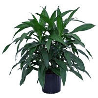Dracaena deremensis Janet Craig 250mm
