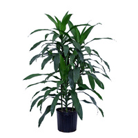 Dracaena deremensis Janet Craig 300mm