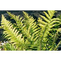 Golden Shield Fern - Dryopteris affinis 140mm