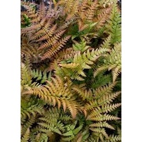 Autumn Fern - Dryopteris erythrosora 130mm