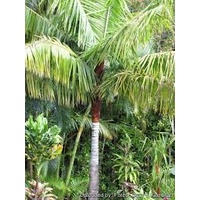 Redneck Palm - Dypsis Leptocheilos 300mm