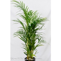 Golden Cane Palm - Dypsis Lutecens 200mm