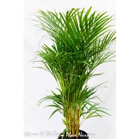 Golden Cane Palm - Dypsis Lutecens 300mm
