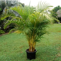 Golden Cane Palm - Dypsis Lutecens 45ltr