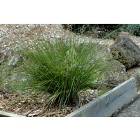 Dianella Longifolia 140mm