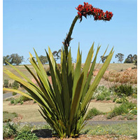 Spear/Gymea Lily - Doryanthes Palmerii 150ltr