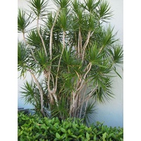 Red Edged Dracena - Dracaena Marginata Advanced