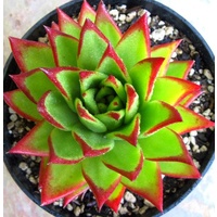 Echeveria agavoides Lipstick 140mm