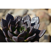 Echeveria black prince 140mm