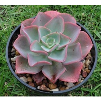 Echeveria Brilliant 200mm