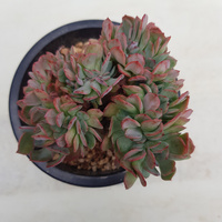 Echevera Briar Rose Cristata 200mm