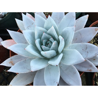 Echeveria colorata Mexican Giant 200mm
