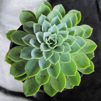 Echeveria Cool Vue 140mm