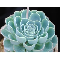 Echevera Glauca 140mm