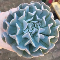 Echeveria Pinwheel Revolution 130mm