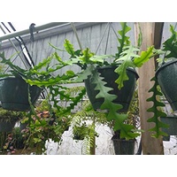 Succulent Hanging Baskets - Epiphyllum anguliger Hanging Baskets 170mm