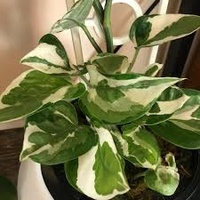 Devils Ivy Snow Queen - Epipremnum aureum Snow Queen 120mm