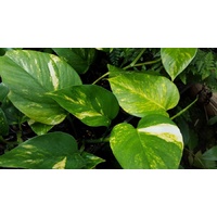 Devils Ivy - Epipremnum aureum 140mm