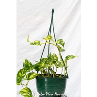 Devils Ivy - Epipremnum aureum 200mm