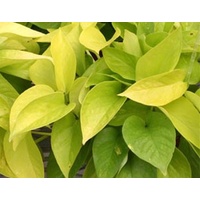 Devils Ivy "Goldilocks - Epipremnum aureum Goldilocks 130mm