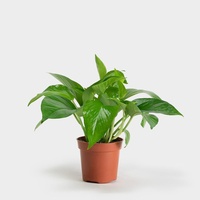 Devils Ivy Jade - Epipremnum aureum Jade 120mm