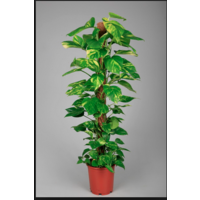 Devils Ivy - Epipremnum aureum Totem 300mm