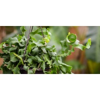 Succulent Hanging Baskets - Epiphyllum guatamalense v Montrose Hanging Baskets 170mm