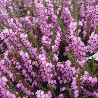 Erica Candy Pink - Erica ventricosa Magnifica Candy Pink 140mm