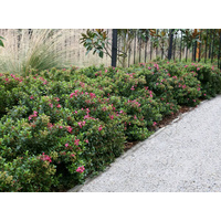 Escallonia Pink Pixie - Escallonia hybrids Pink Pixie 140mm