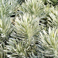 Euphorbia Tasman Tiger 140mm